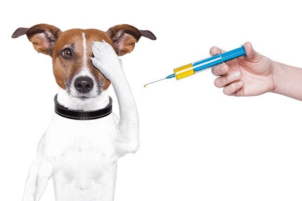Vaccinating Your Pets – What You Should Know Part 2 (Videos)